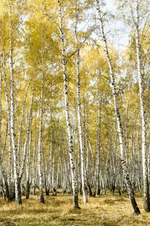 秋天桦树森林风景