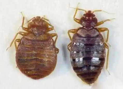 吸血虫,与人类纠缠千万年(吸人血,吃人腐肉)