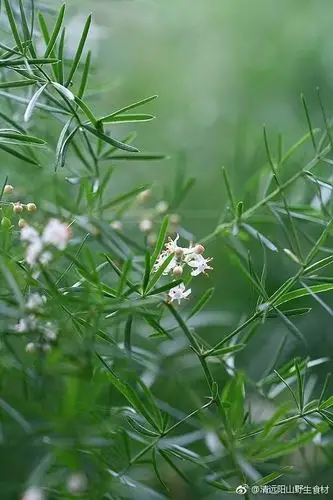阳山特产野生天门冬