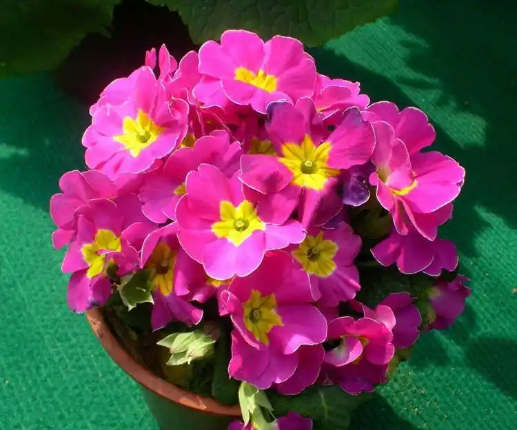 其实报春花因为品种的不同,花期也是不一样的,报春花的花朵会从12月份