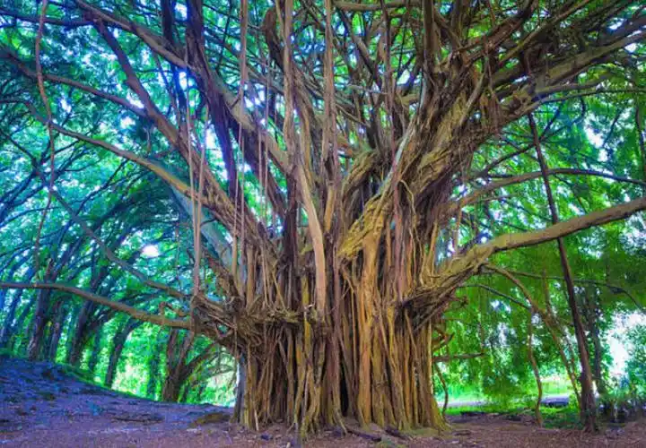 菩提树——释迦牟尼在菩提树下成佛,菩提树因此成了佛教的圣树