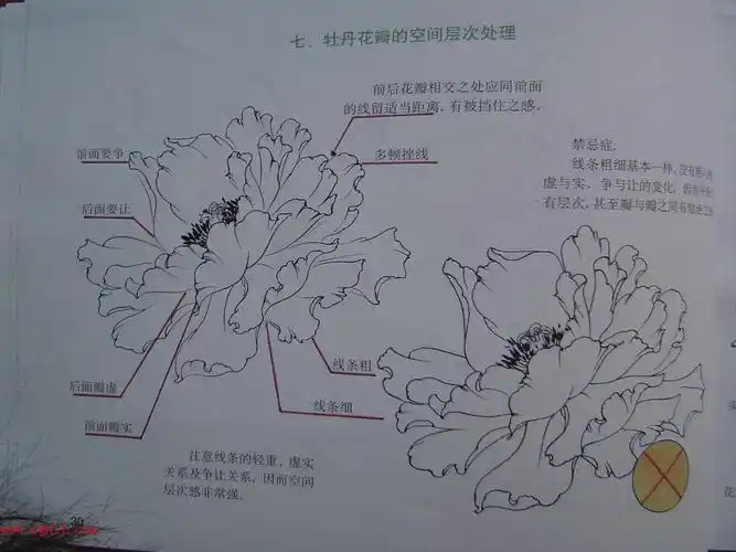 牡丹白描【结构图】