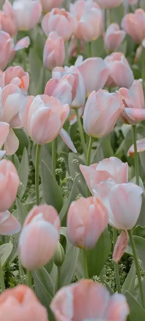 好看的郁金香壁纸