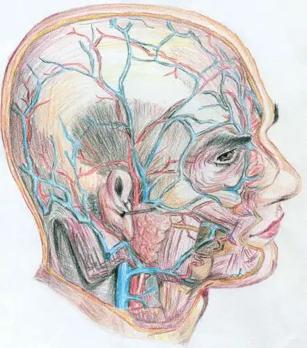 第一弹济宁医学院第二届人体解剖绘图比赛获奖作品展