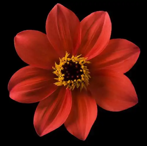 特写,白天,正面,黑色背景,盛开,大丽花,花蕾,花,花瓣,花朵,鲜花,一朵