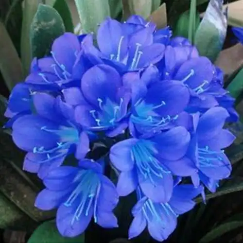 著名女诗人子兰心灵深处的歌‖六月再见七月你好_大连头条