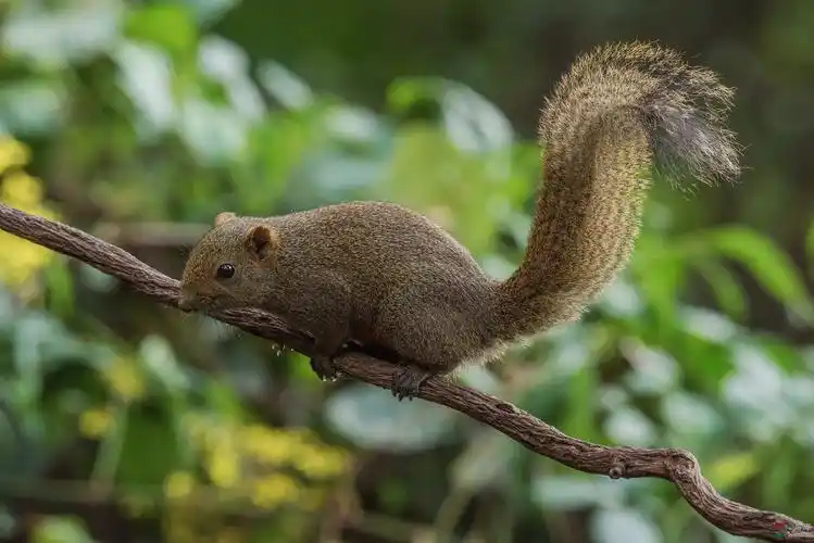 是松鼠的尾巴↗!〔我没有