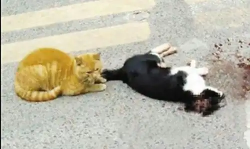 夜里我一个人开车出门,没注意结果把一只趴在路中间睡觉的猫给撞死了