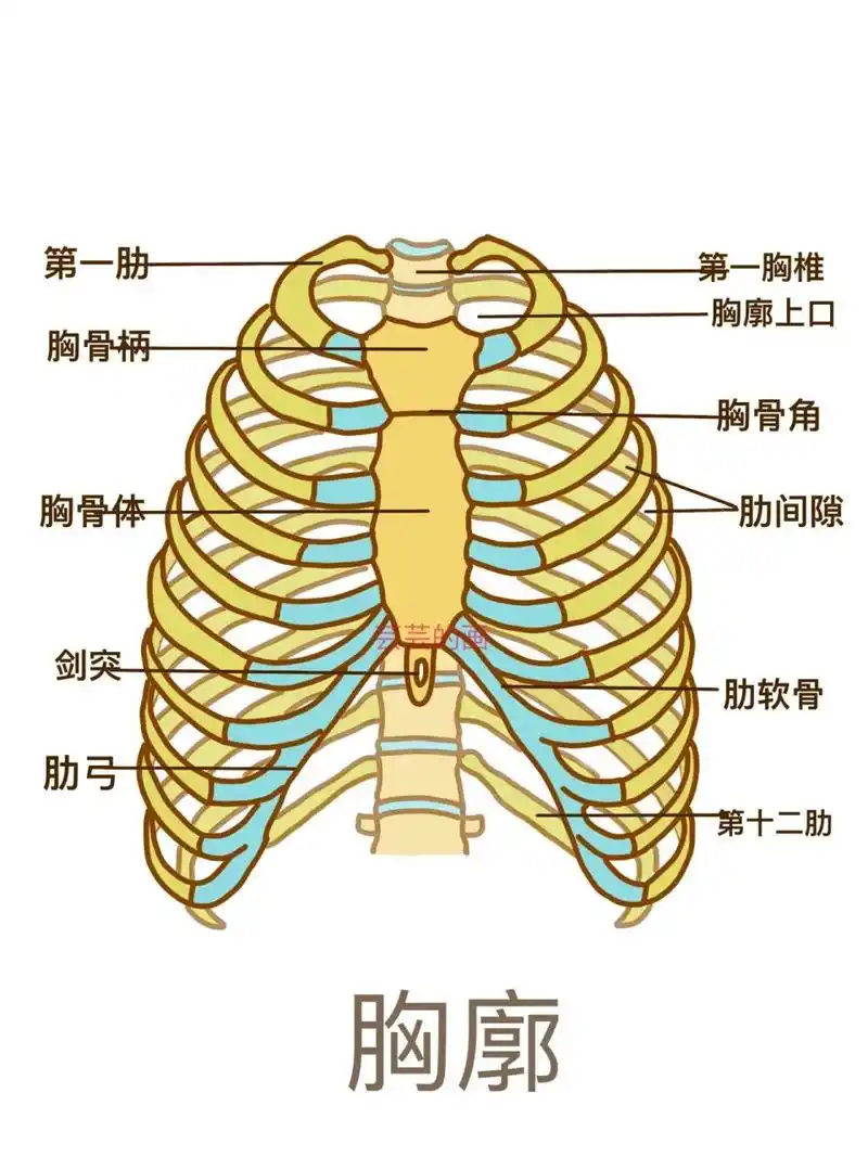 医学生笔记分享99697115胸骨解剖学 96胸廓:12块胸椎,1块