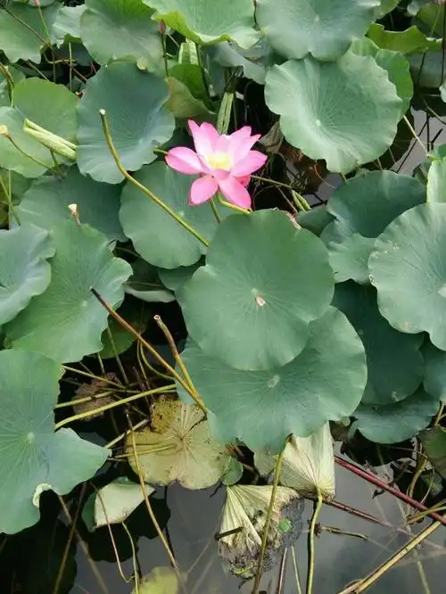 图片均来自于生活美景,随手拍.