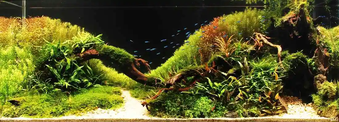 2012ada世界水草造景比赛作品赏析11