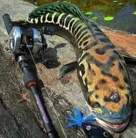 大铅笔鱼活雷龙小盾鳢多曼大型凶猛肉食龙鱼热带观赏鱼鱼苗