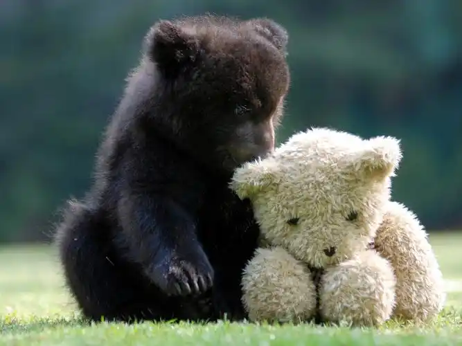 可爱的熊与玩具熊 壁纸