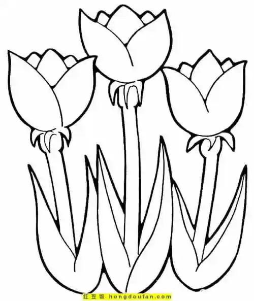12张tulip郁金香花束卡通花朵简笔画!漂亮的春天花朵 | 红豆饭小学生