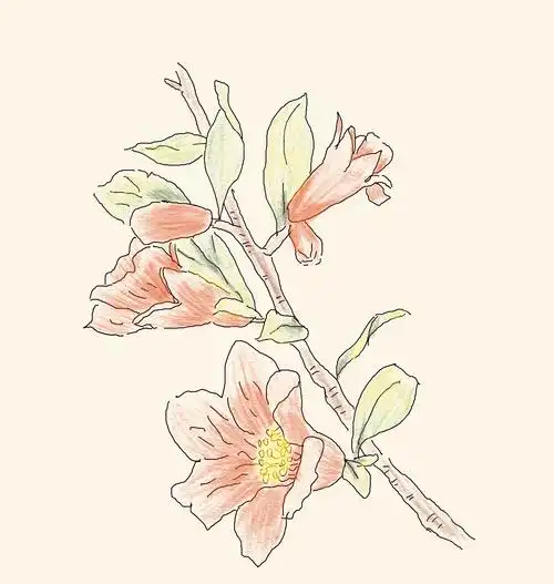 一天一画石榴花