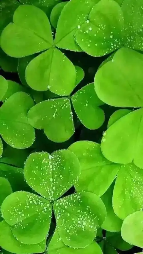 高清微信护眼图选1张当聊天背景图吧附24首养生音乐