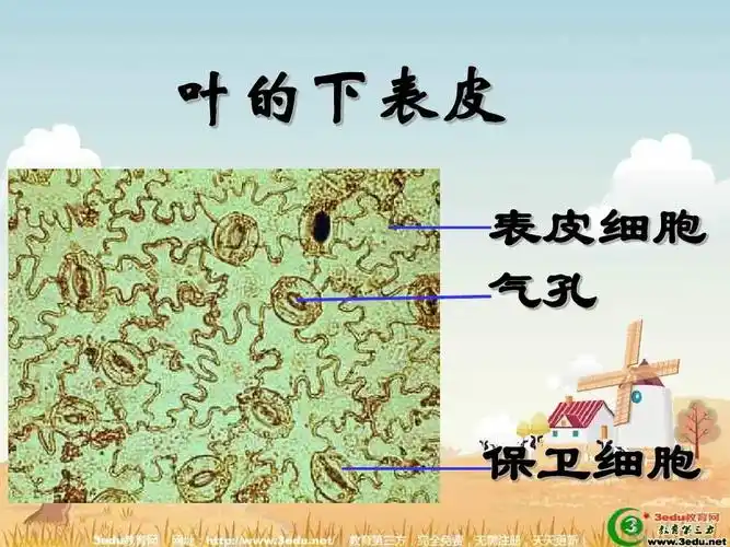 0 生态系统的稳定章节复习 课件 (苏科版八年级上) (8) 叶的下表皮