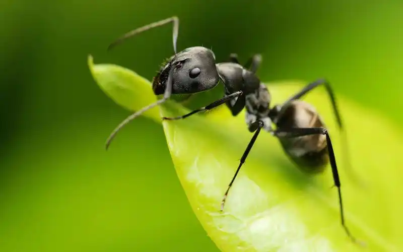 清新可爱的蚂蚁昆虫世界图片桌面壁纸高清大图预览1920x1200_动物壁纸