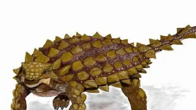 白垩纪 亚洲 植食   美甲龙(属名:saichania)又名赛查龙,梅甲龙,是