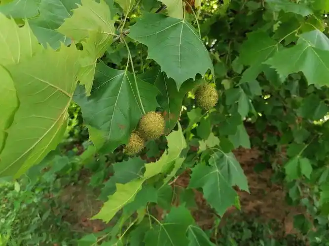 夏日里的植物果实 - 美篇