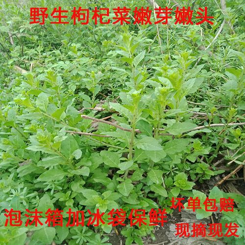 野生枸杞叶枸杞菜新鲜枸杞头枸杞嫩头现摘嫩牙食用叶清火益眼野菜