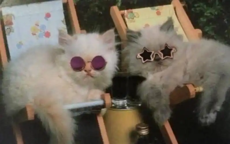 沙雕头像 - 堆糖,美图壁纸兴趣社区