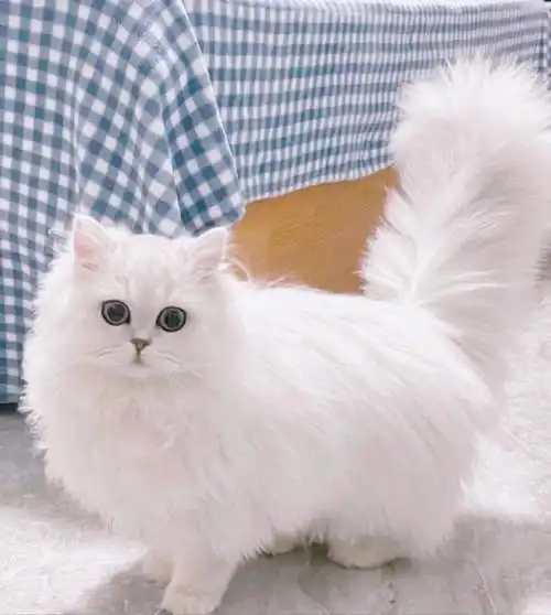 金吉拉幼猫找领养啦