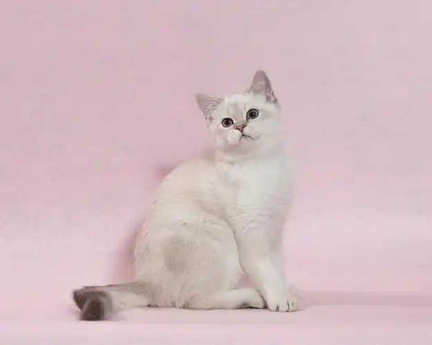 北京英短蓝金点弟弟