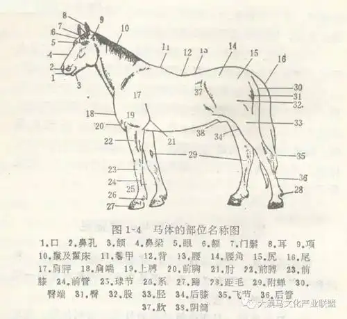 【知识】马各部位名称