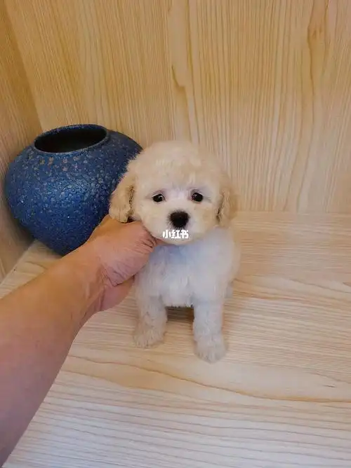 奶油色泰迪妹妹