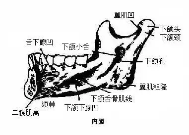 图3-56 下颌骨