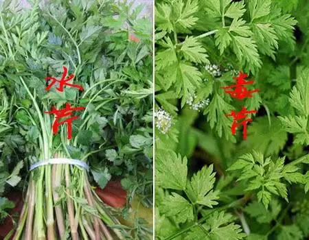 毒芹和水芹的区别图