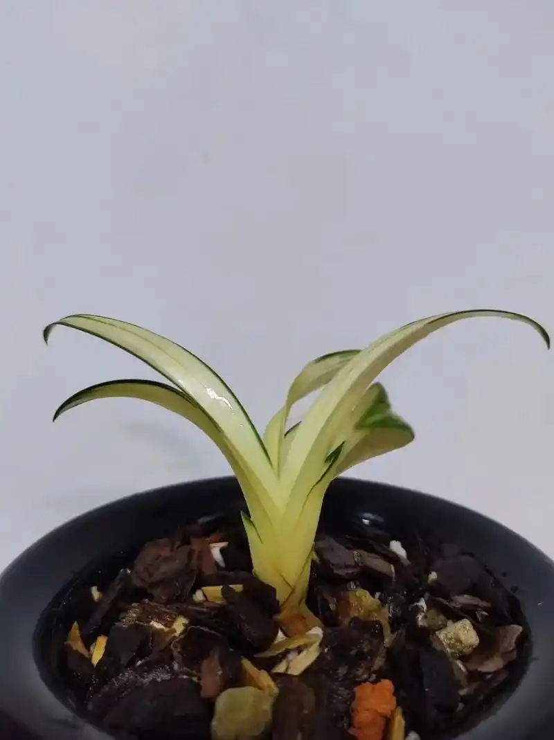 一花一草一世界 #爱生活爱养花 #精品兰花 达摩中透艺 - 抖音