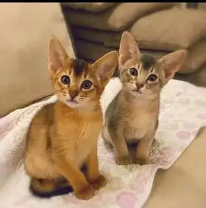 阿比西尼亚猫纯种索马里蓝阿比猫咪宠物埃及短毛小猫幼崽活物体