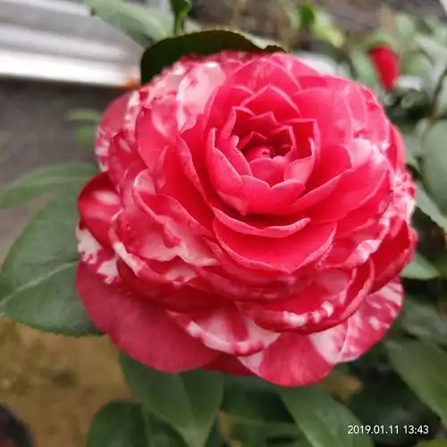 青叶贝拉拉大玫瑰大型山茶花树苗室内盆栽花卉时令草本花卉