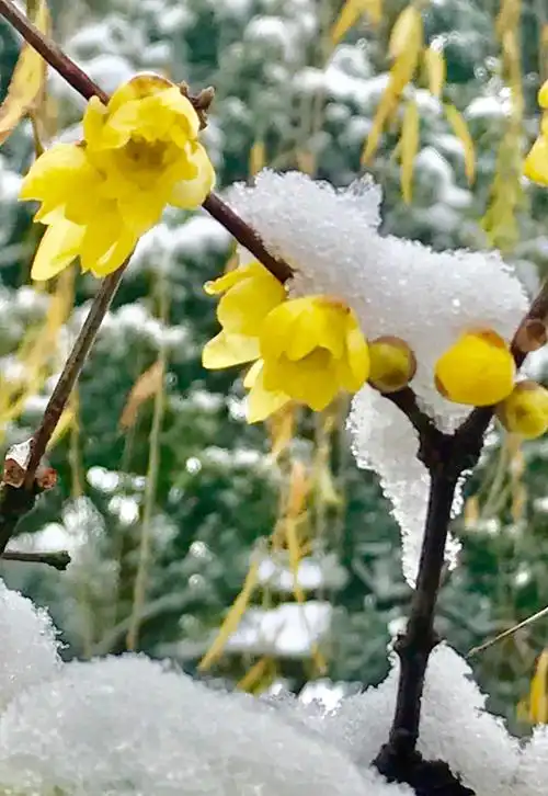 杭州市冬天的腊梅树开花,腊梅花又美又香.