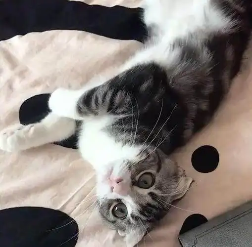 美短折耳猫,三个半月