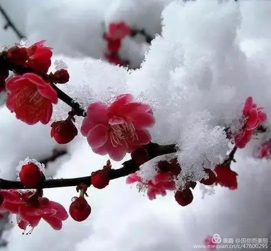 梅花香自苦寒来,铮铮铁骨傲雪开～致敬战斗在抗疫一线的热血英雄们!