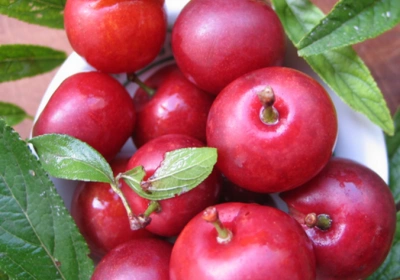 欧李钙果水果,好吃胜过车厘子,没想约1000g