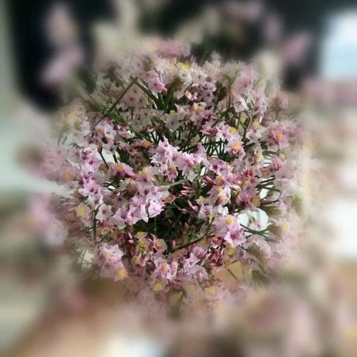 满天星干花永生花星辰花束