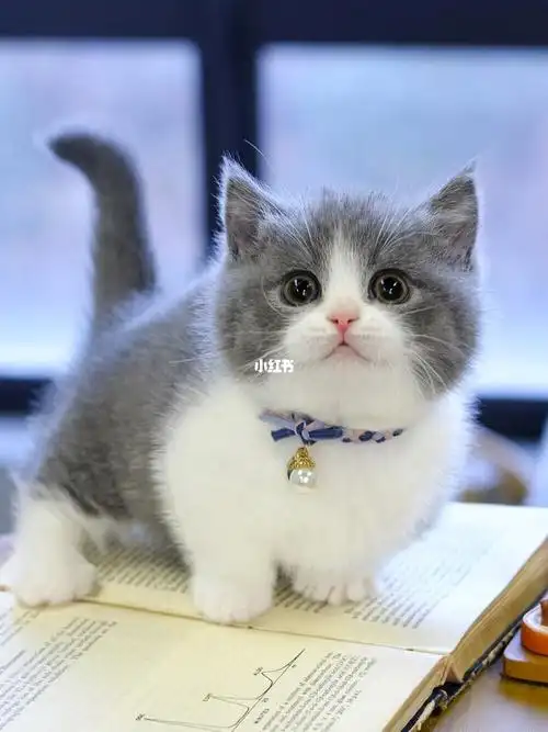 蓝白矮脚妹妹英短曼基康短毛蓝白矮脚猫