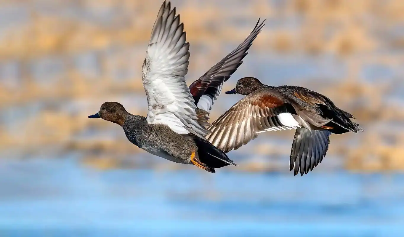赤膀鸭长成这模样.#热门 #野生动物零距离 #鸟类实拍 #动 - 抖音