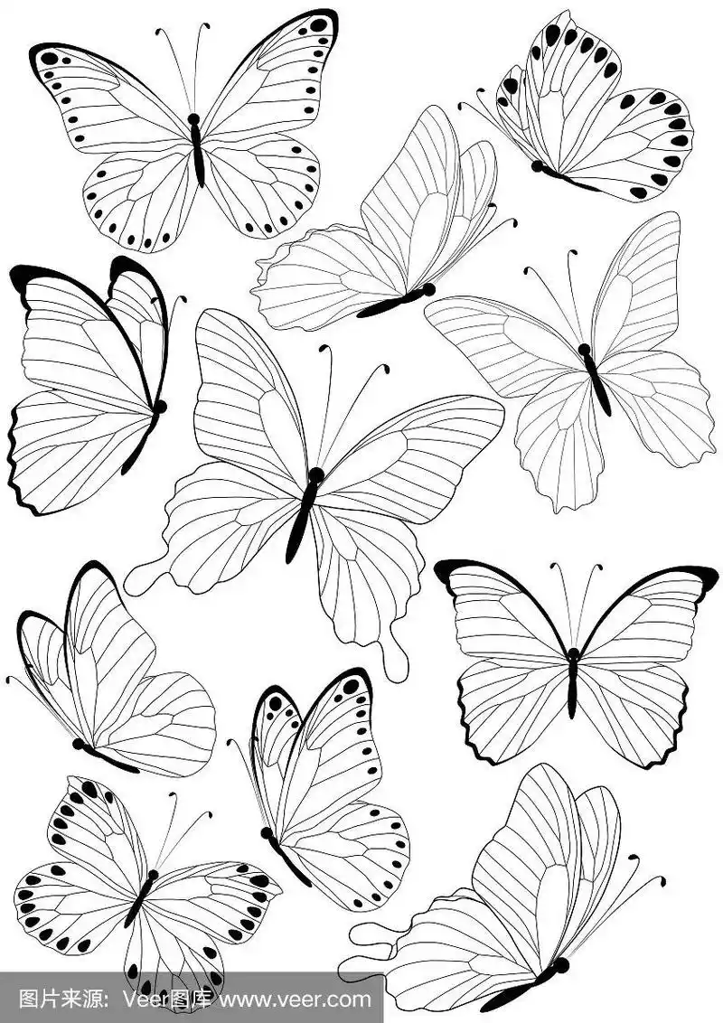 轮廓的蝴蝶