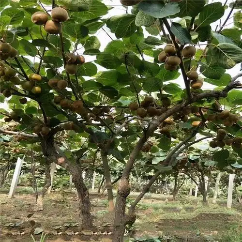 90后小伙子回乡承包30亩地种软枣猕猴桃果树,乡亲父老抢着干