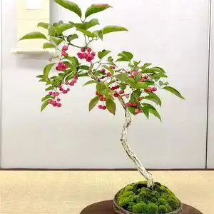 卫矛老桩盆景栓翅卫矛盆栽鬼箭羽生桩小叶熟桩花卉绿植庭院阳台苗