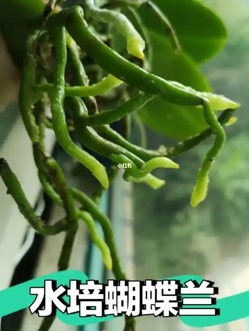 说起蝴蝶兰水培最担心的一般是多久换水,营养液怎么放,会不会烂根等等