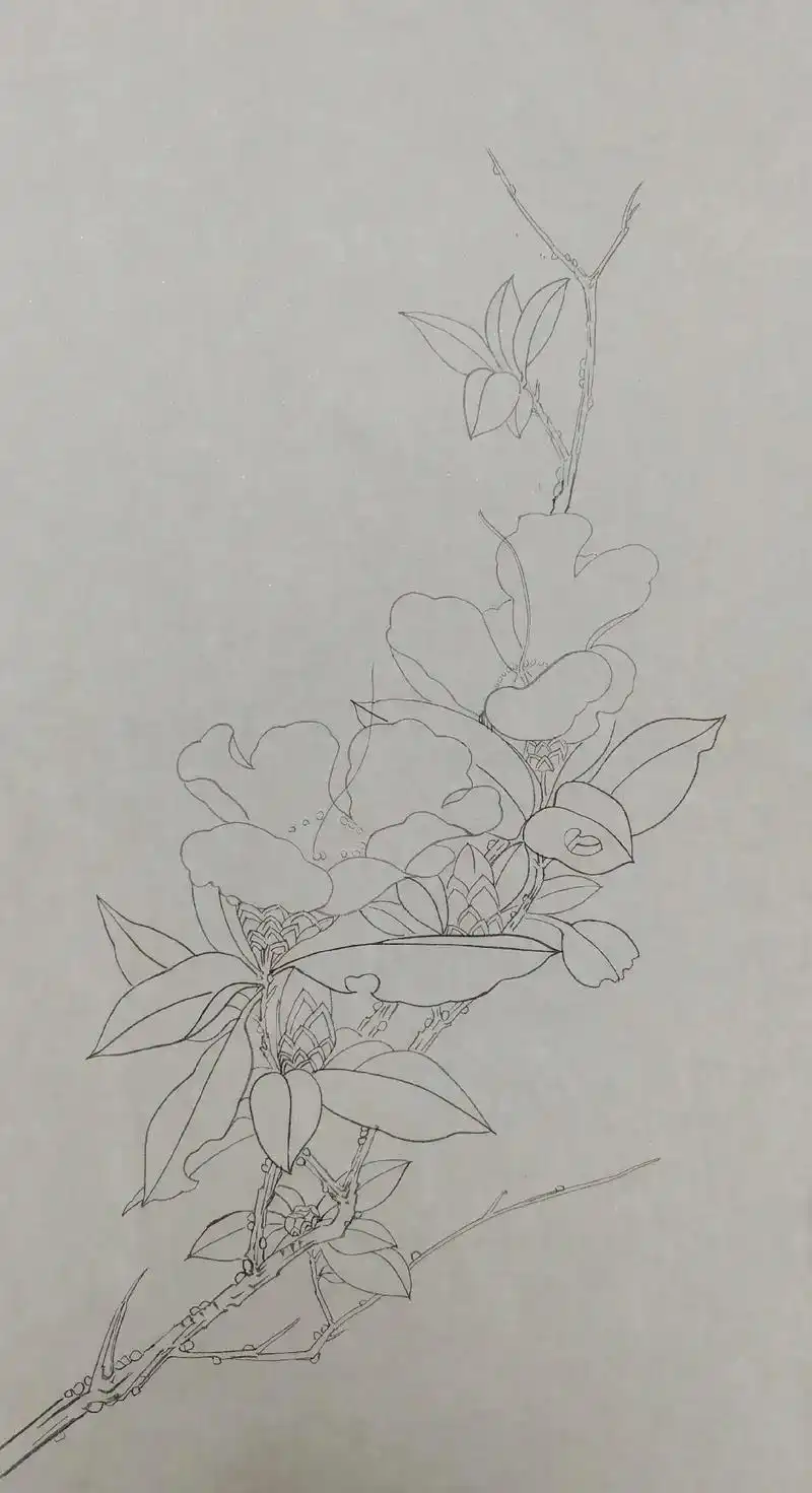 对临起线稿,临摹于菲闇大师的山茶花作业完工#工笔画  - 抖音