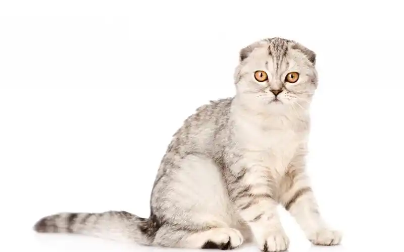 苏格兰折耳猫桌面壁纸