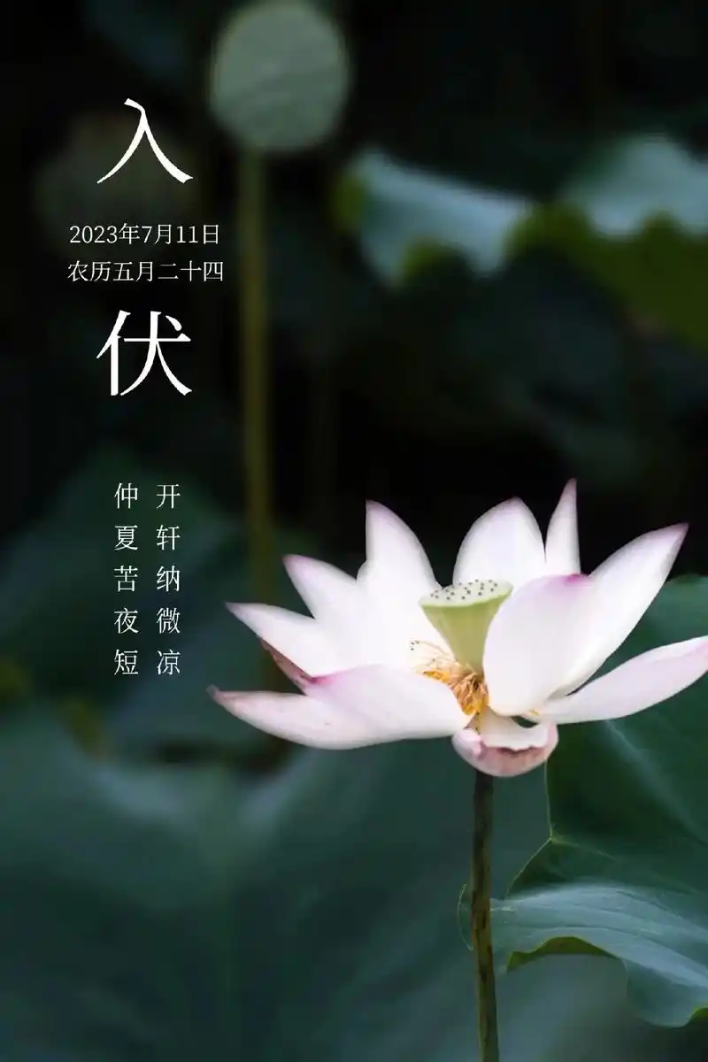 入伏图片.入伏#三伏天 ,夏正浓,等风来#初伏,入伏节气#2 - 抖音