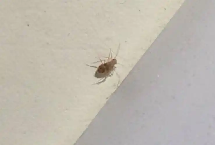 找到了书虱虫常出现的位置后,我们就可以更好地消灭它们了.